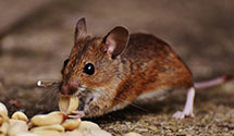 24 Hour & Emergency Exterminators in Merchandise Mart, IL